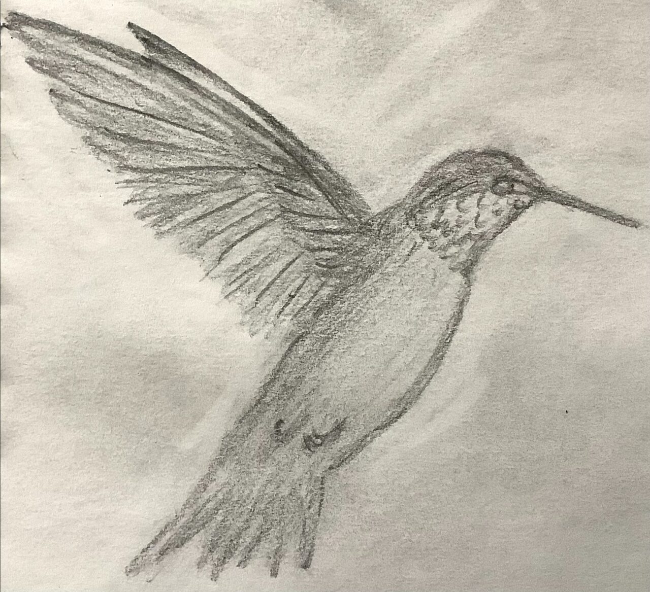 Hummingbird by Patricia Black