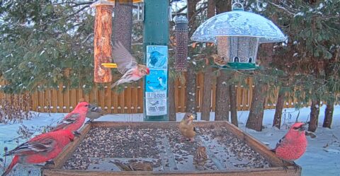 Winter finches flock to the Ontario FeederWatch Cam.