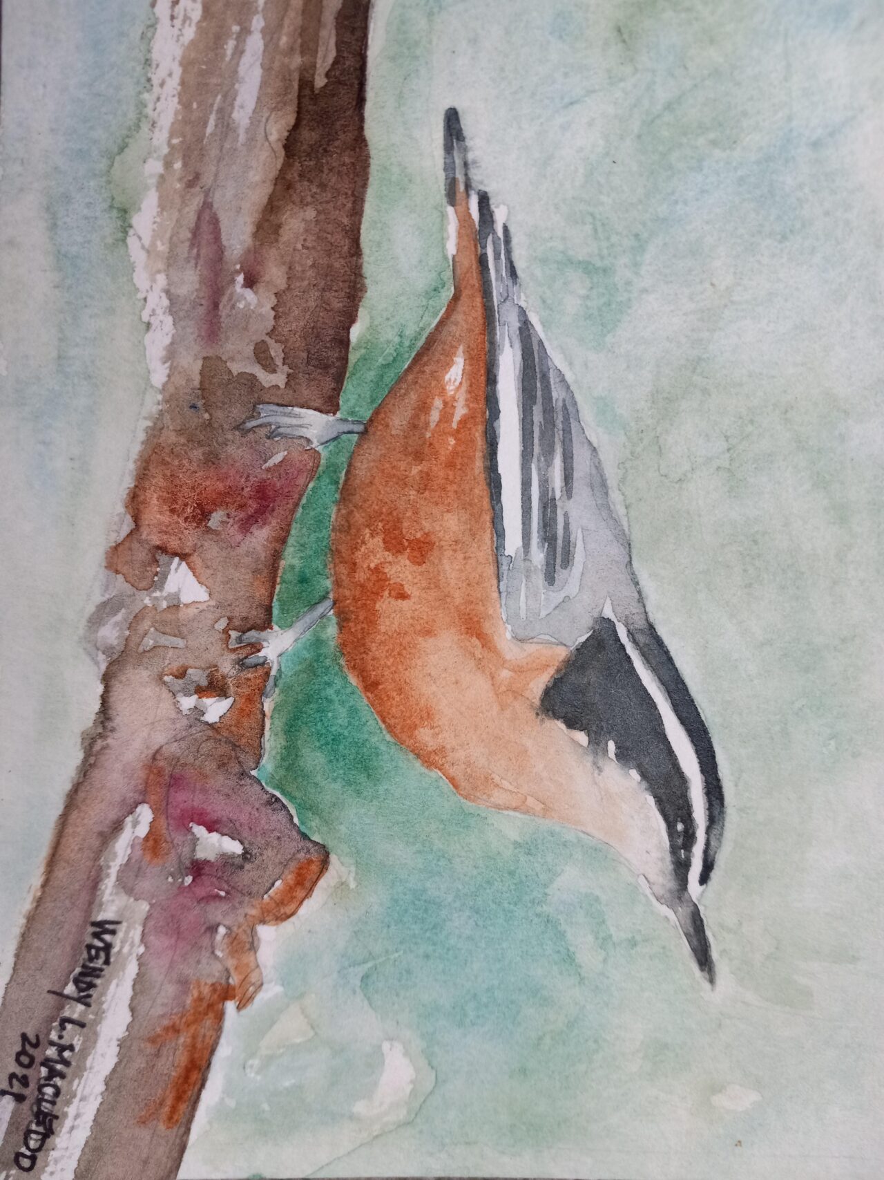 Red-breasted Nuthatch by Wendy Macleod