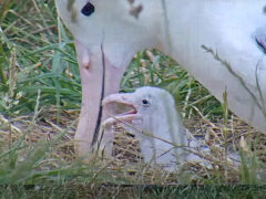 An albatross chick and parent at the nest.