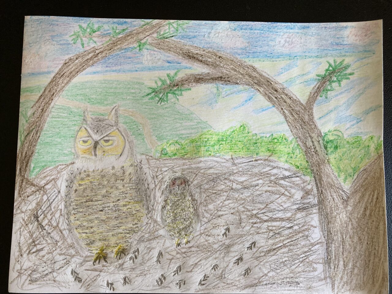 Savannah Owl Nest 2022 by Kelly Sallee