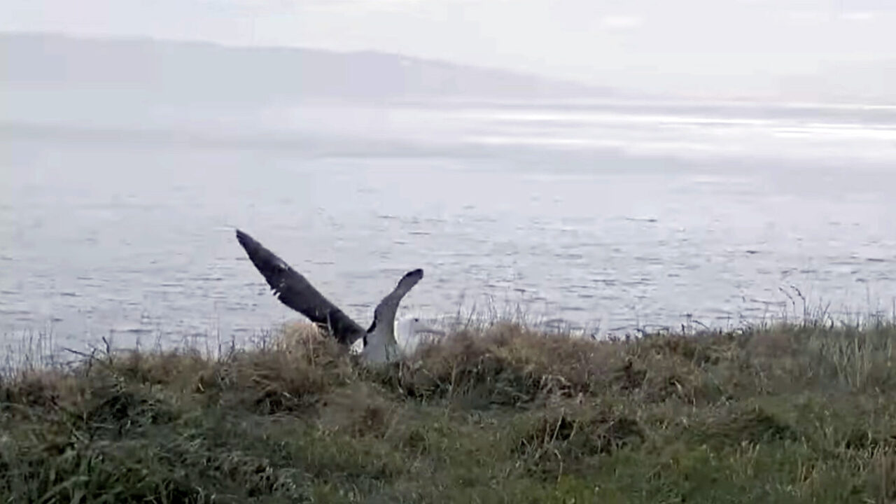 Watch the Royal Albatross chick's final moments on cam.