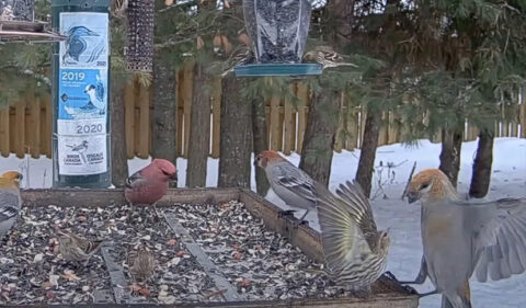 Watch a Pine Siskin battle it out with bigger birds at the feeder.