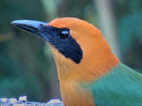 Watch a Rufous Motmot at the Panama Fruit Feeder Cam.