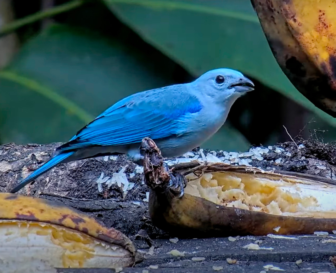 Blue-gray Tanager eating a banana