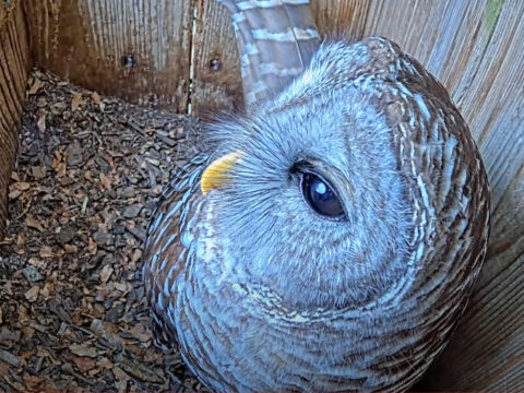 Tap to read about the start of the 2024 Barred Owl Cam Season.