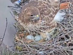 Tap to learn about the start of the 2024 Red-tailed Hawk Cam season.