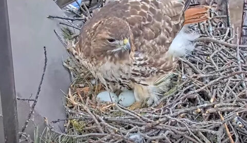 Tap to learn about the start of the 2024 Red-tailed Hawk Cam season.