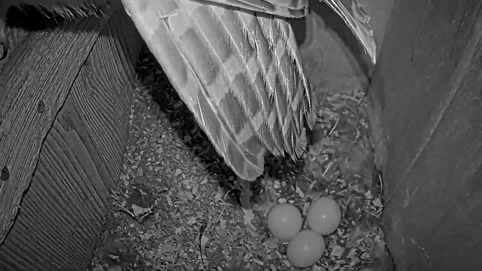 Tap to watch the female reveal her third egg of 2024.