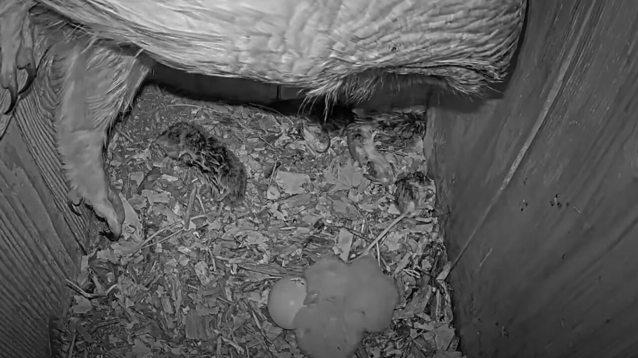 Tap to see the third owlet begin hatching. 