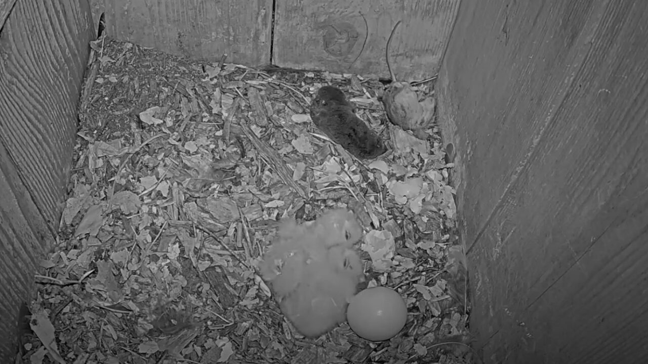 Tap to watch the first two owlets get revealed in the nest box.
