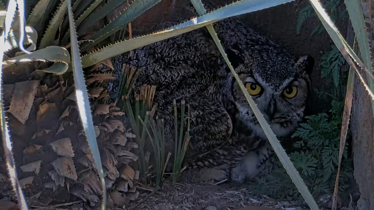 Tap to watch the reveal of the first owlet.