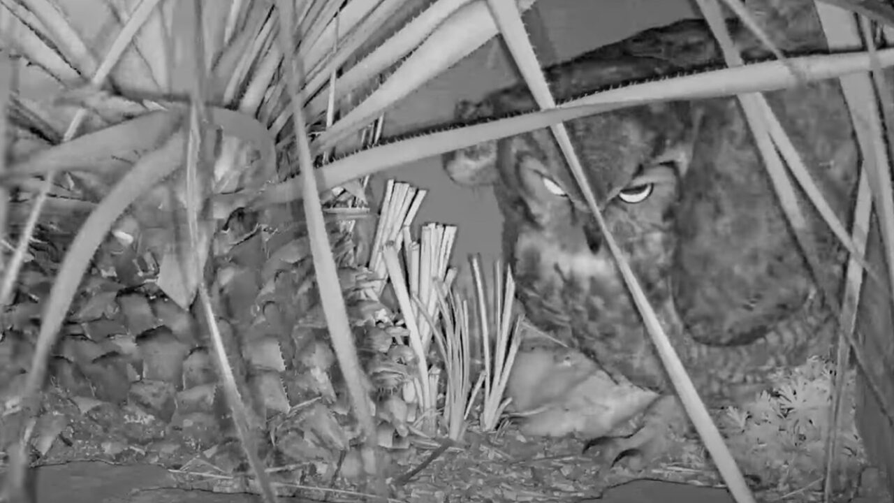 Tap to watch the second owlet's reveal at the Great Horned Owl nest. 