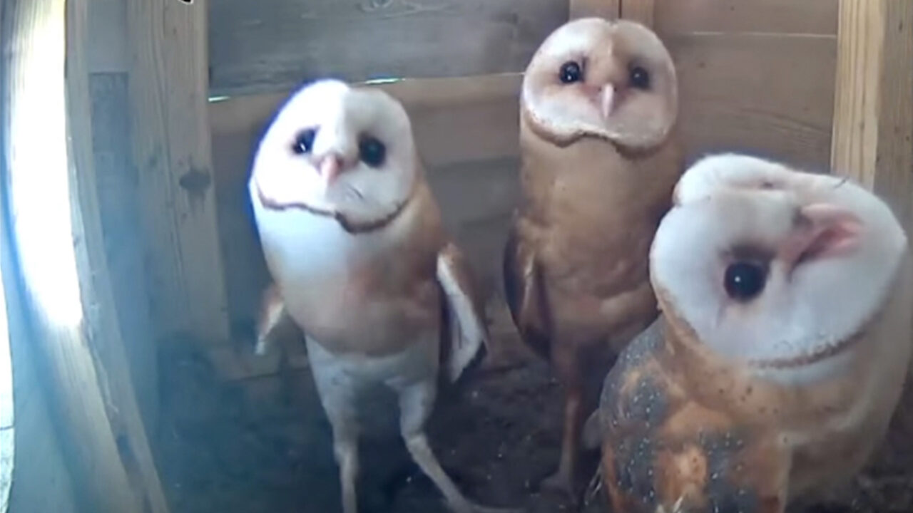 Tap to watch Barn Owl nestlings track a fly in the nest box.