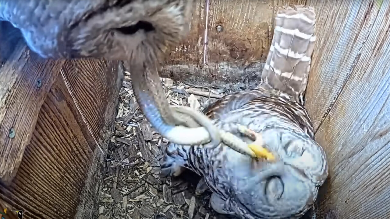 Tap to watch a big snake delivered to the nest site on the Barred Owl Cam.