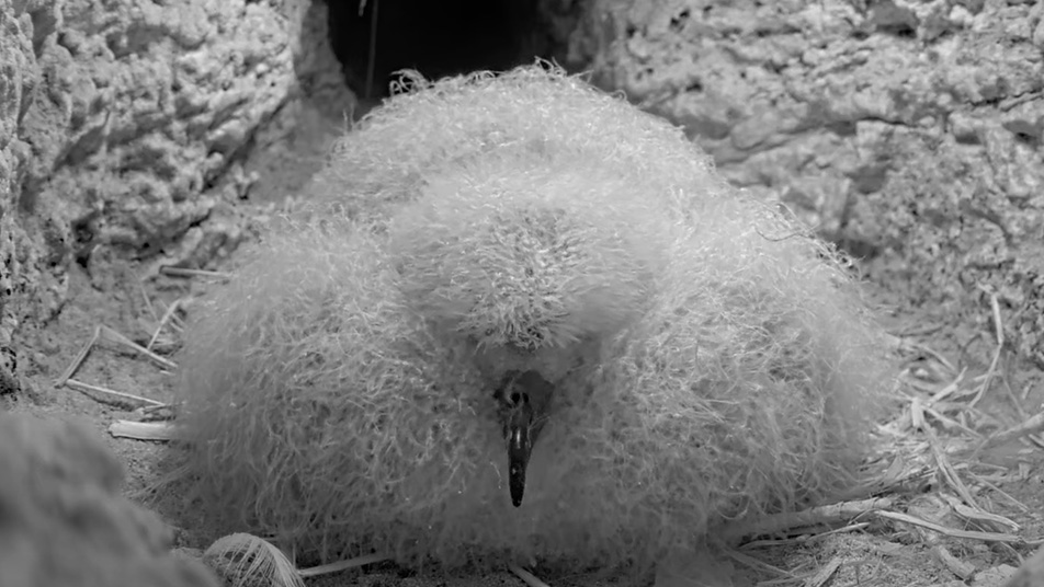 The Bermuda Petrel chick from the Cahow Cam 1 nest. 