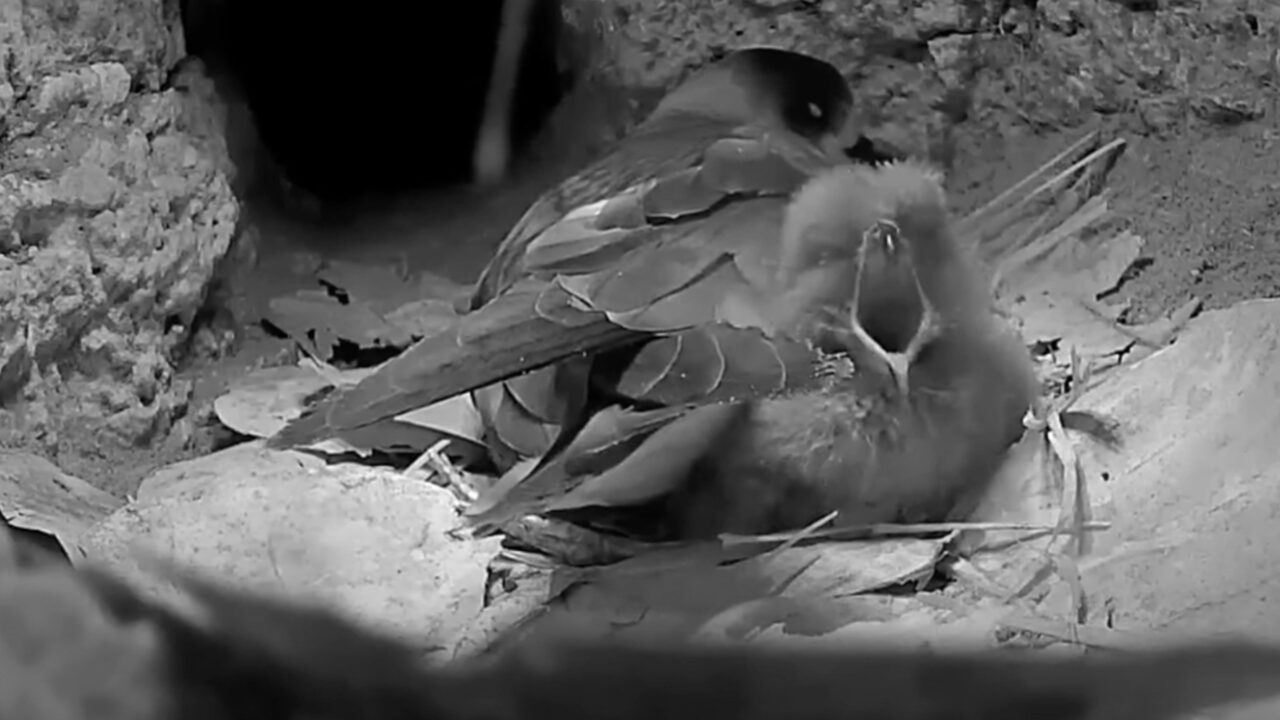 Tap to watch hatching highlights from the Bermuda Cahow Cam.
