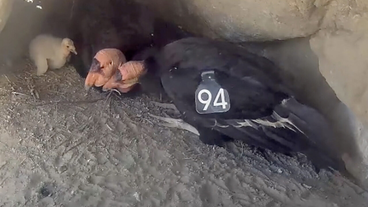 Tap to watch tender moments between a California Condor family. 