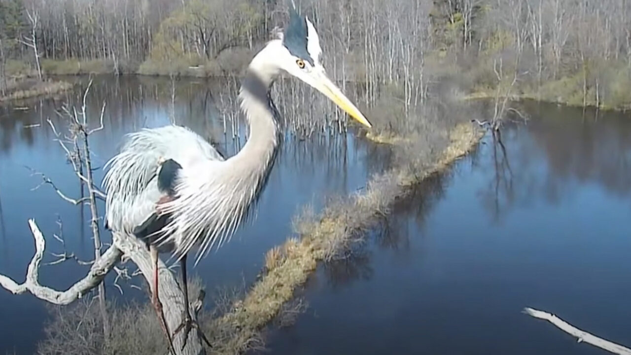 Tap to watch Great Blue Herons ascend to their nest.