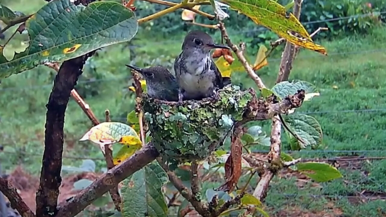 Tap to watch Green-and-white Hummingbirds fledge in Peru.