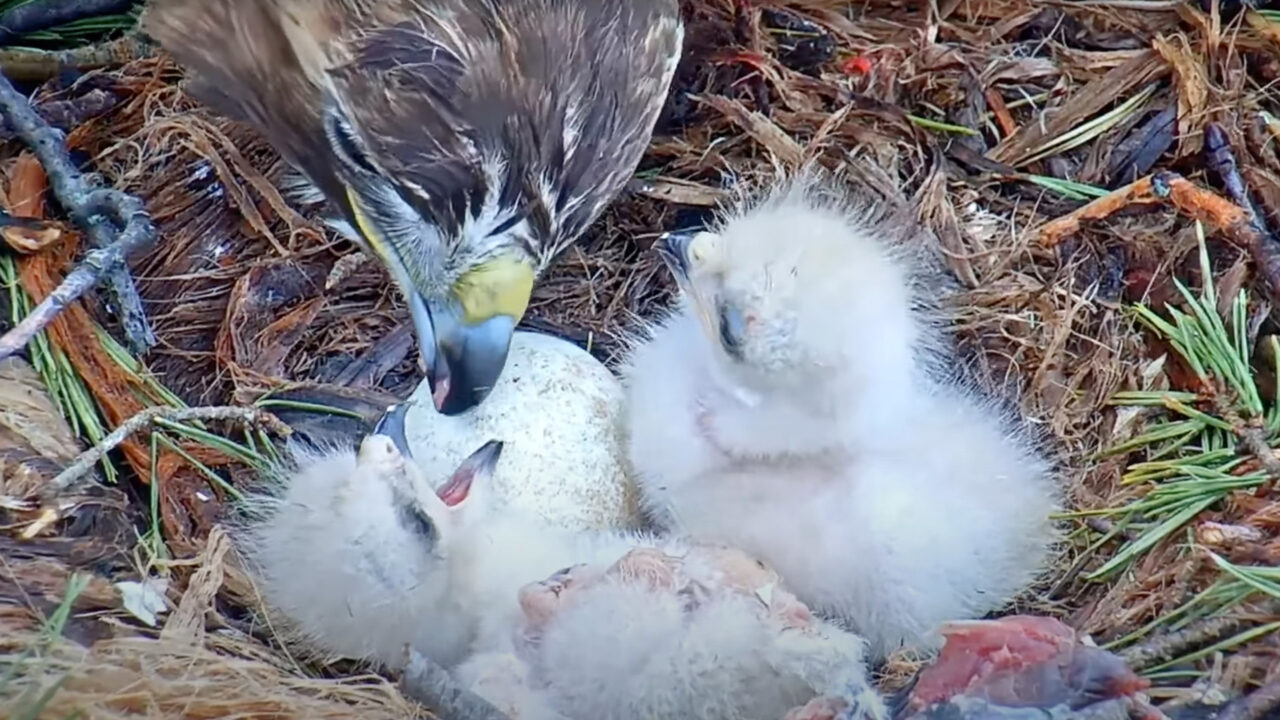 Tap to watch Big Red feed her chick while on its back on the Red-tailed Hawk Cam.