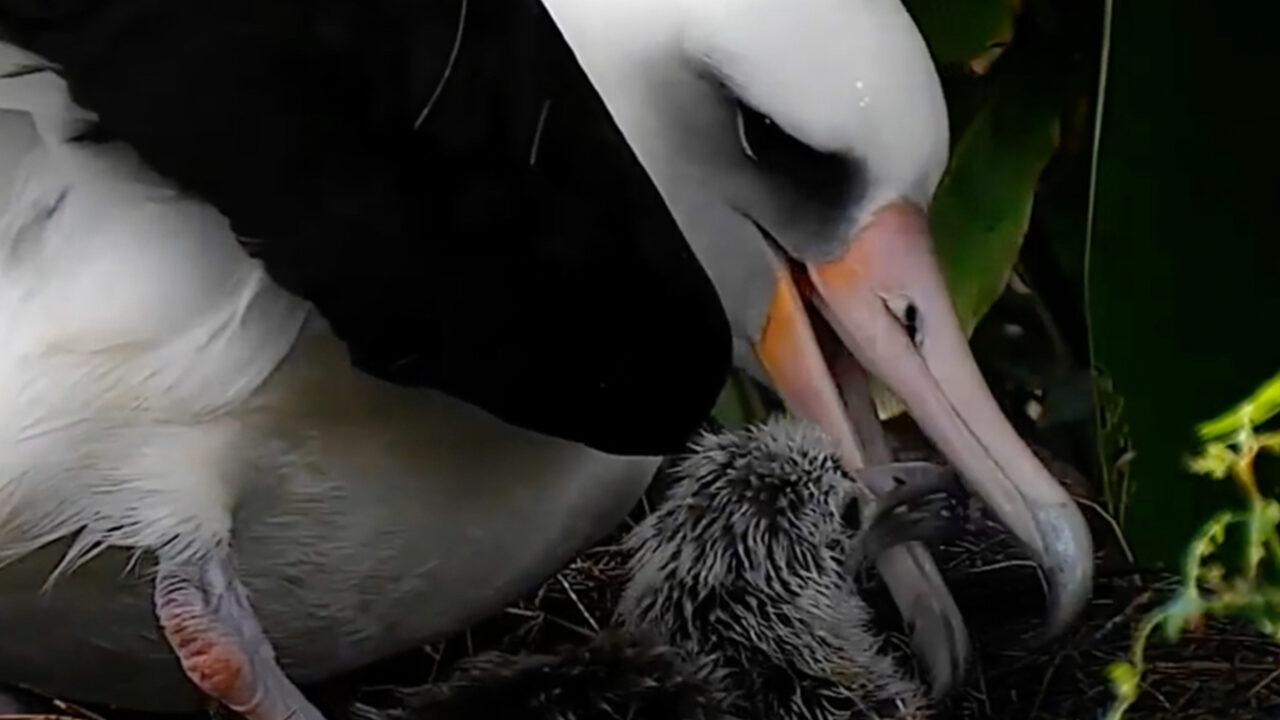 Tap to watch the first meal for a nestling on the Laysan Albatross Cam.