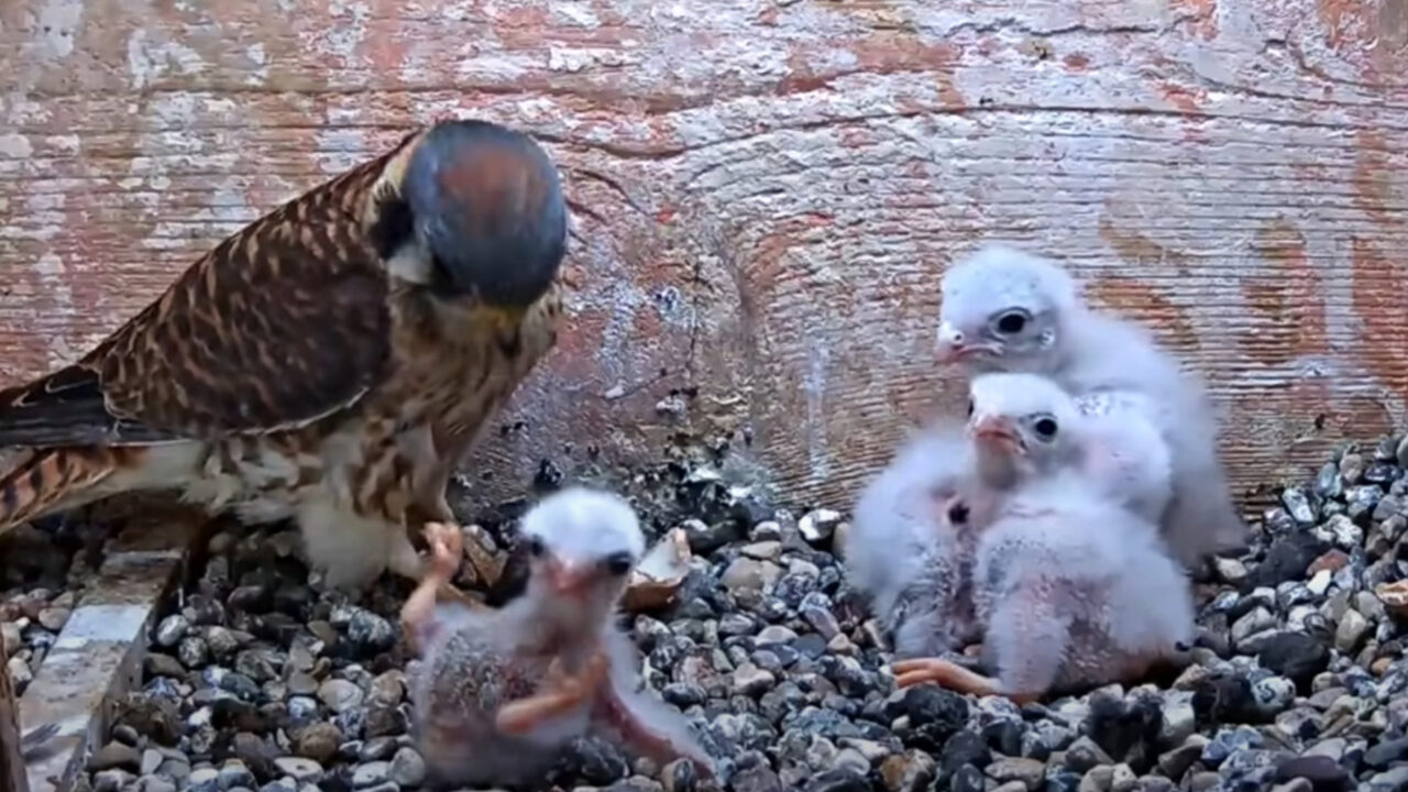 Tap to watch a chick go for a ride during mealtime on the American Kestrel Cam.