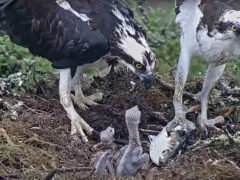 Tap to review the most-watched highlights from Bird Cams nests over the years.