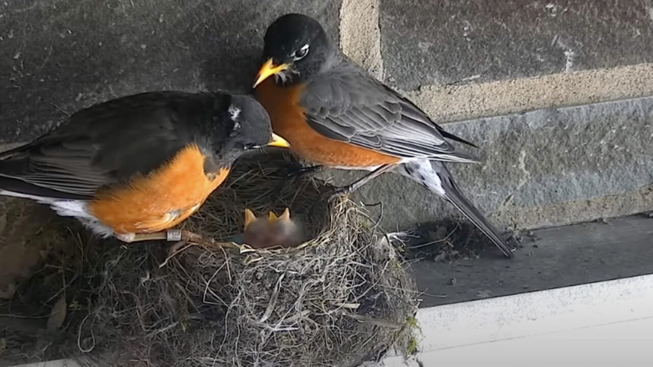 Tap to watch a feeding on the American Robin Cam.