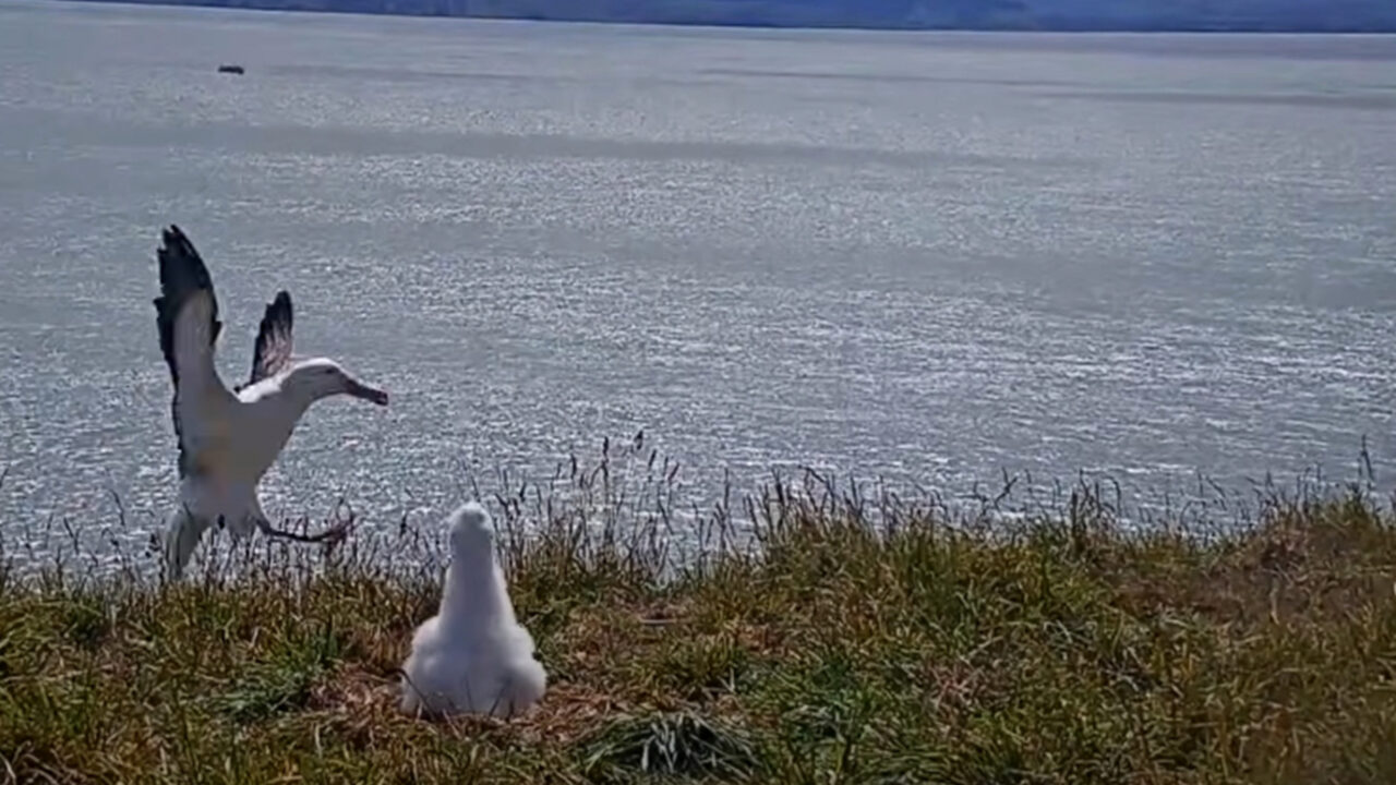 Tap to watch a hilarious landing on the Royal Albatross Cam.