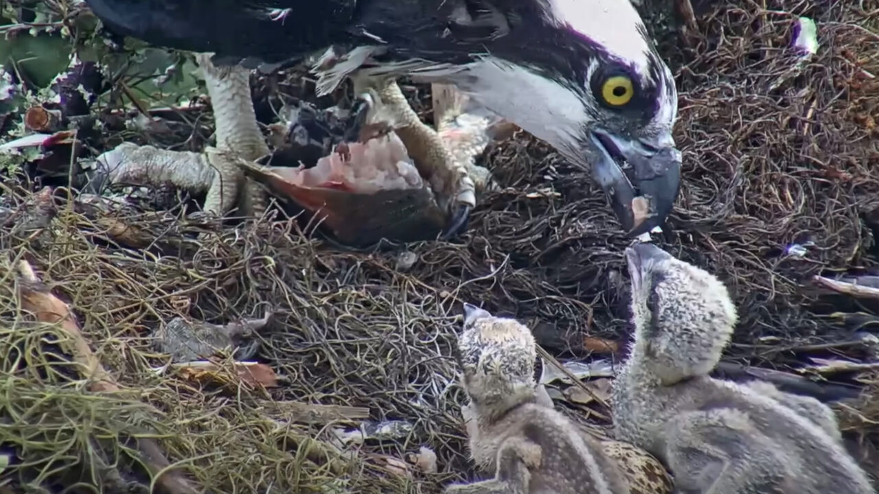 Tap to watch a fresh fish delivery on the Savannah Osprey Cam.