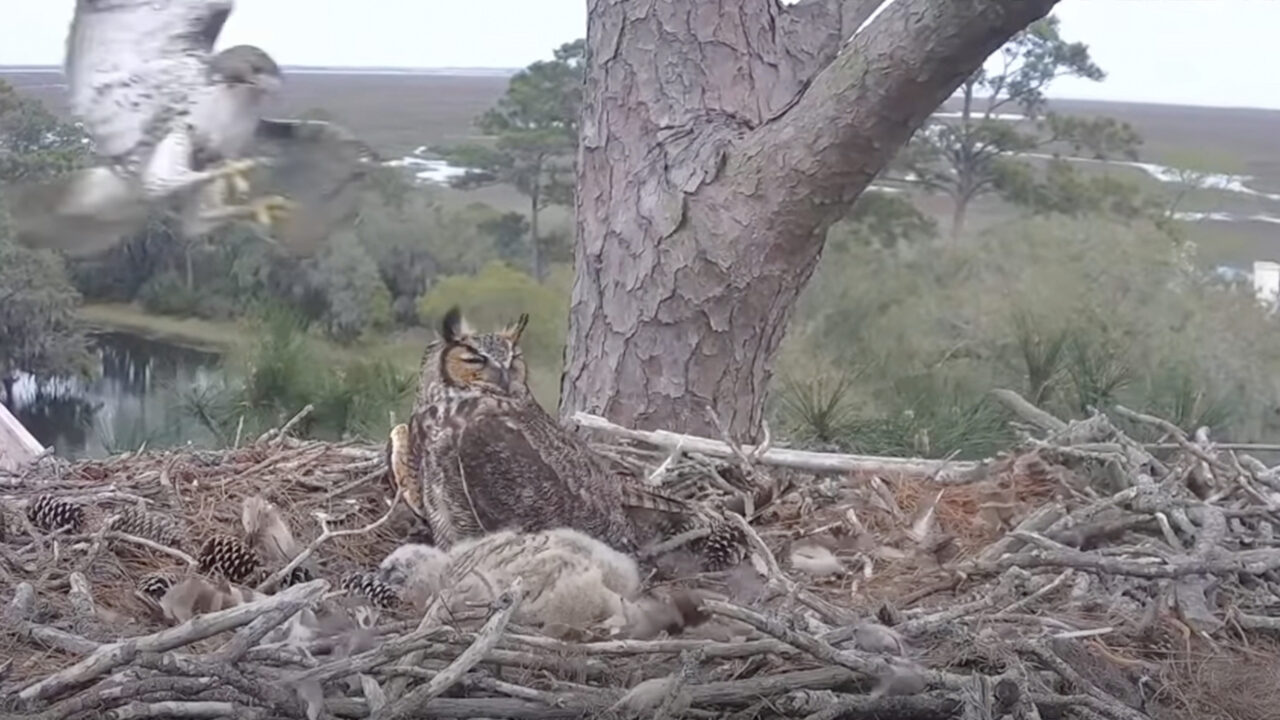 Tap to watch a surprise attack by a hawk at the Great Horned Owl nest.