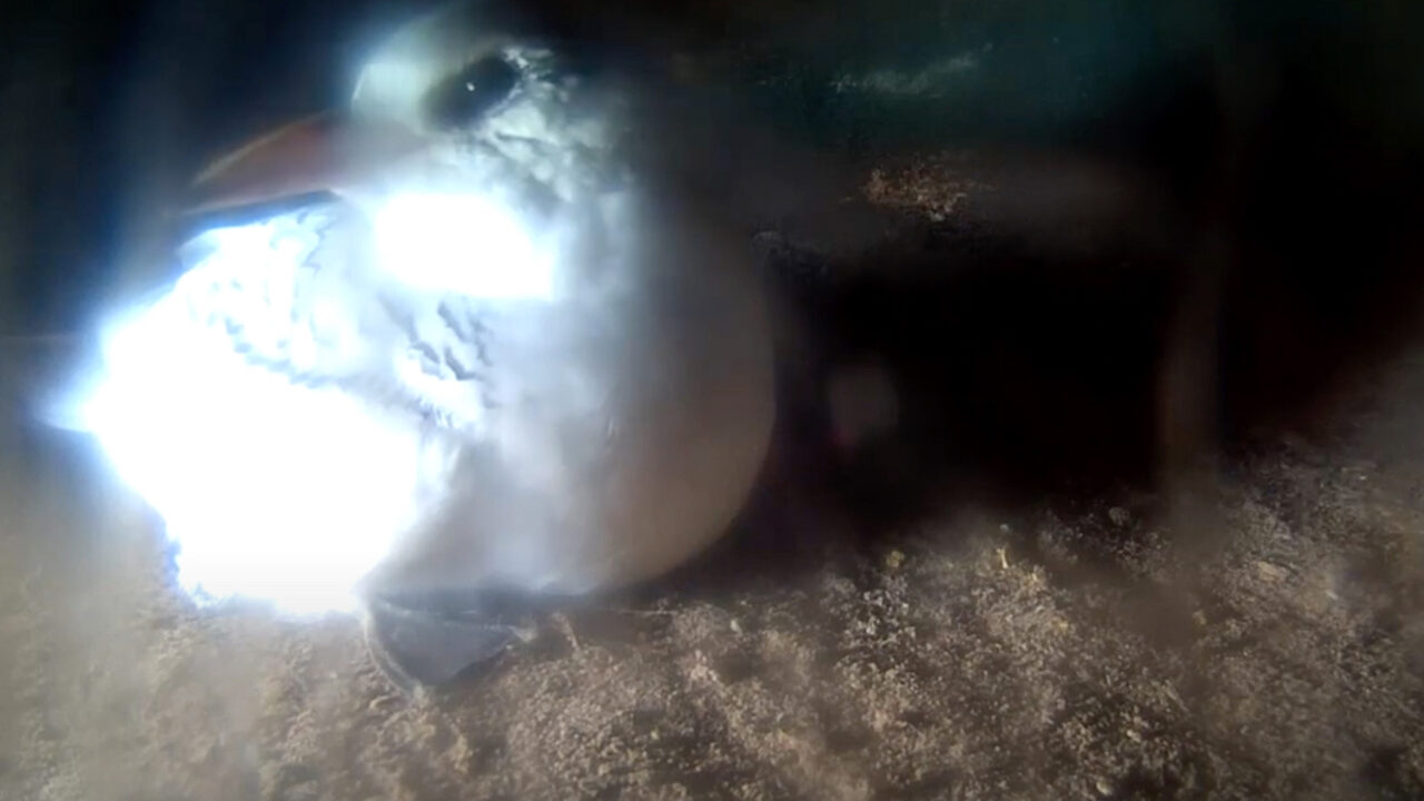 Tap to watch a White-tailed Tropicbird fledge out to sea.