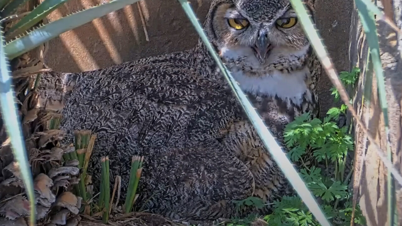 Tap to watch Athena show off her third eyelid on the Wildflower Center Great Horned Owl Cam.