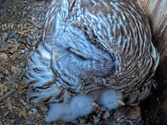 Tap to learn about the Barred Owl nestling period.