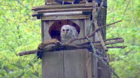 Tap to learn about the Barred Owls as they prepare to leave the nest.