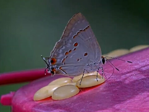 Watch a tropical butterfly visit the feeder.
