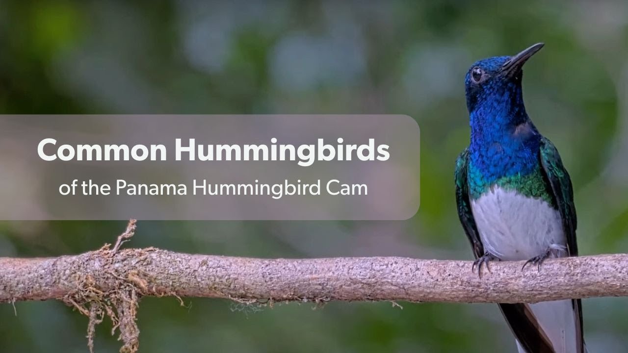 Watch a species ID video about tropical hummingbirds.