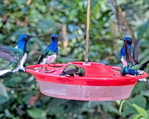Watch tropical hummingbirds visit the feeders at Canopy Tower.