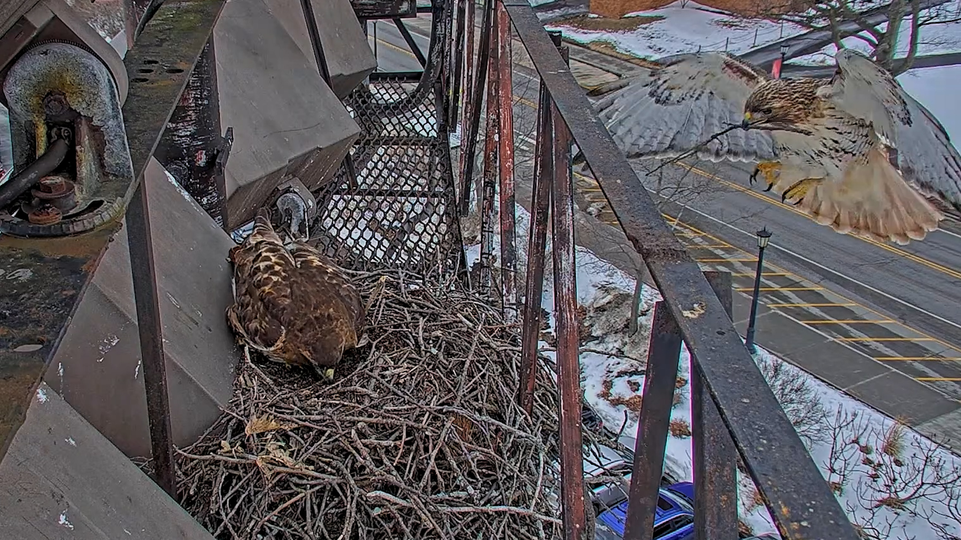 First Sticks Arrive To The Cornell Hawks Nest In 2026 | Cornell Lab ...