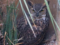 Athena the Great Horned Owls at her nest.