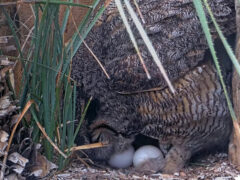 Athena the owl reveals 2 eggs at her nest.