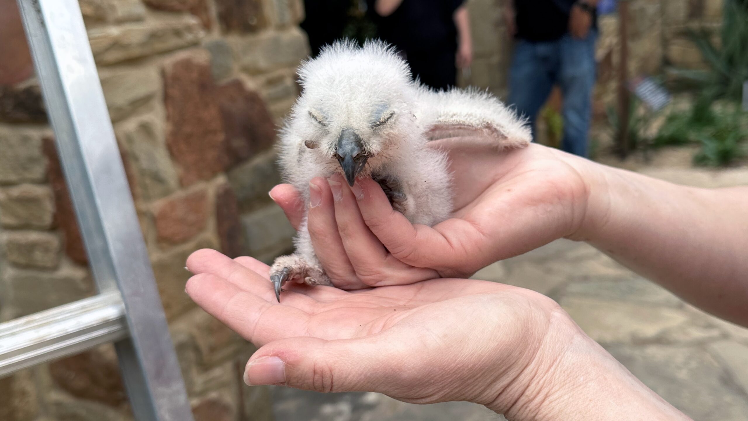 Athena's Remaining Owlet Rescued at the Wildflower Center