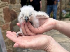 The rescued owlet at the Lady Bird Johnson Wildflower Center.