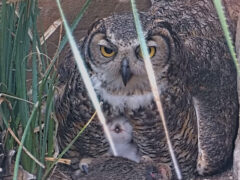 Athena with her owlet.