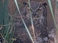 Athena the Great Horned Owl at her nest.