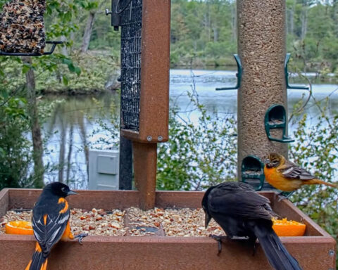 Baltimore Orioles at the Cornell Feeders.