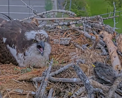 Iris confronts starling at Hellgate Osprey nest.