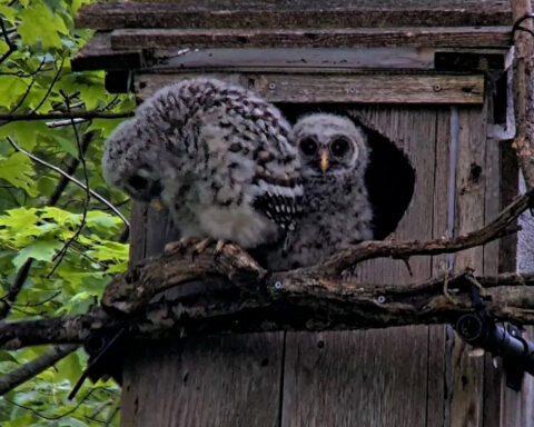 Owlets at the Barred Owl Cam nest box entrance.