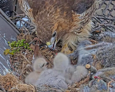 Big Red feeds her Red-tailed Hawk chicks.